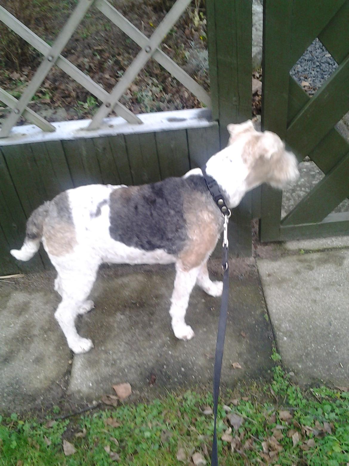 Ruhåret foxterrier <3 Lola <3 billede 30