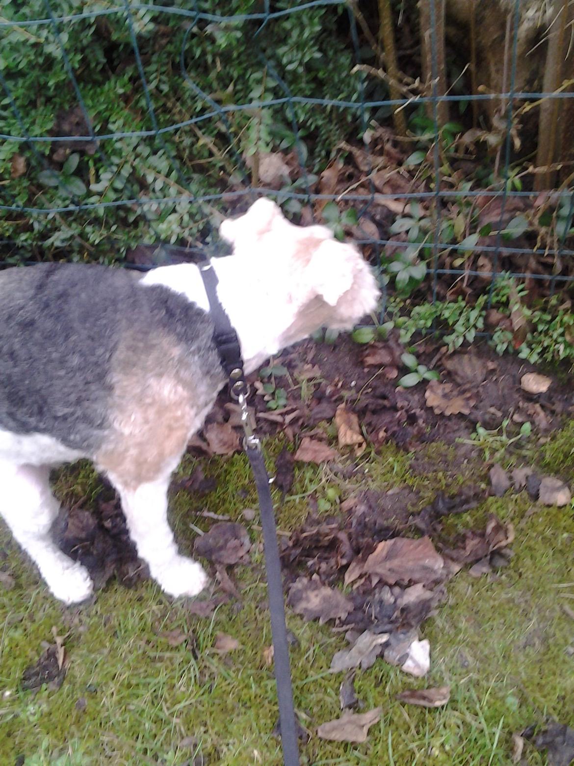 Ruhåret foxterrier <3 Lola <3 billede 18