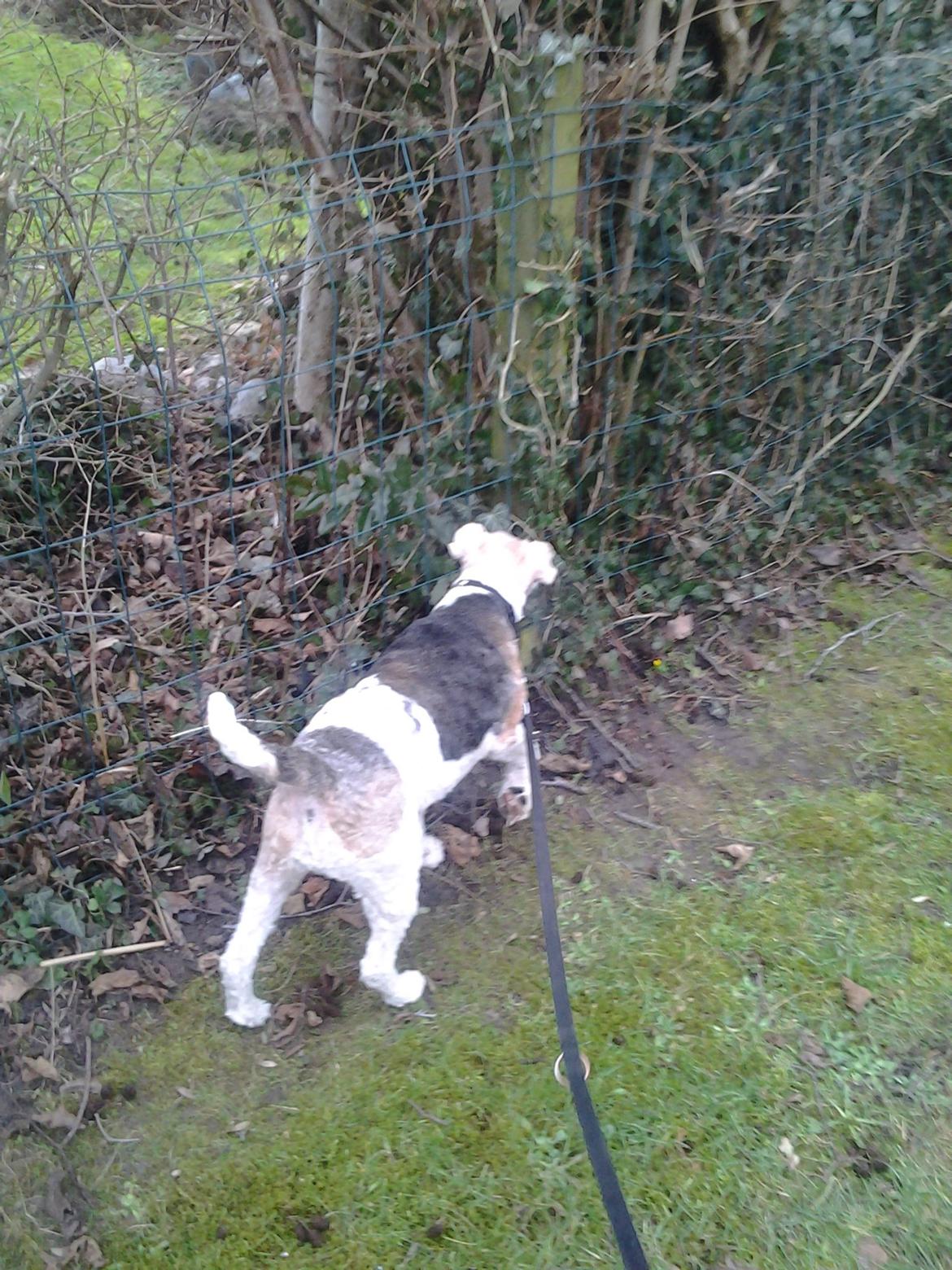 Ruhåret foxterrier <3 Lola <3 billede 32