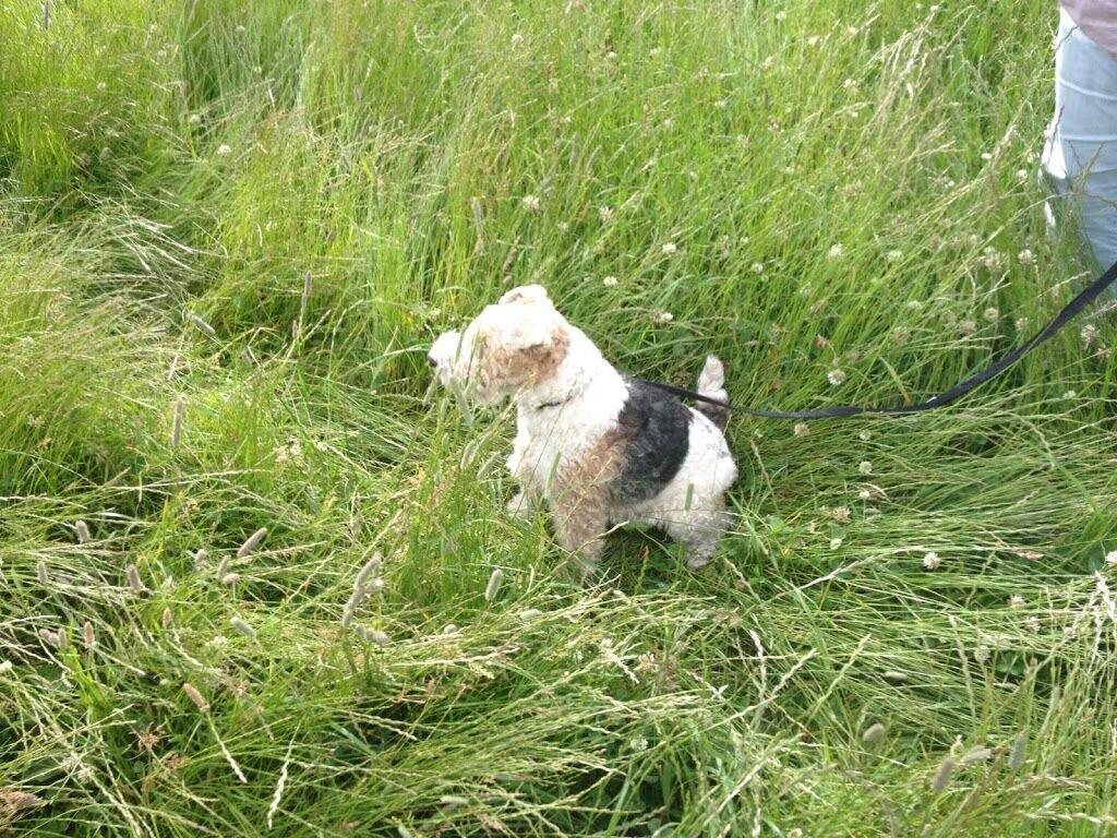 Ruhåret foxterrier <3 Lola <3 - Tak for kigget :D billede 33