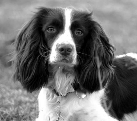 Engelsk springer spaniel Bina billede 15