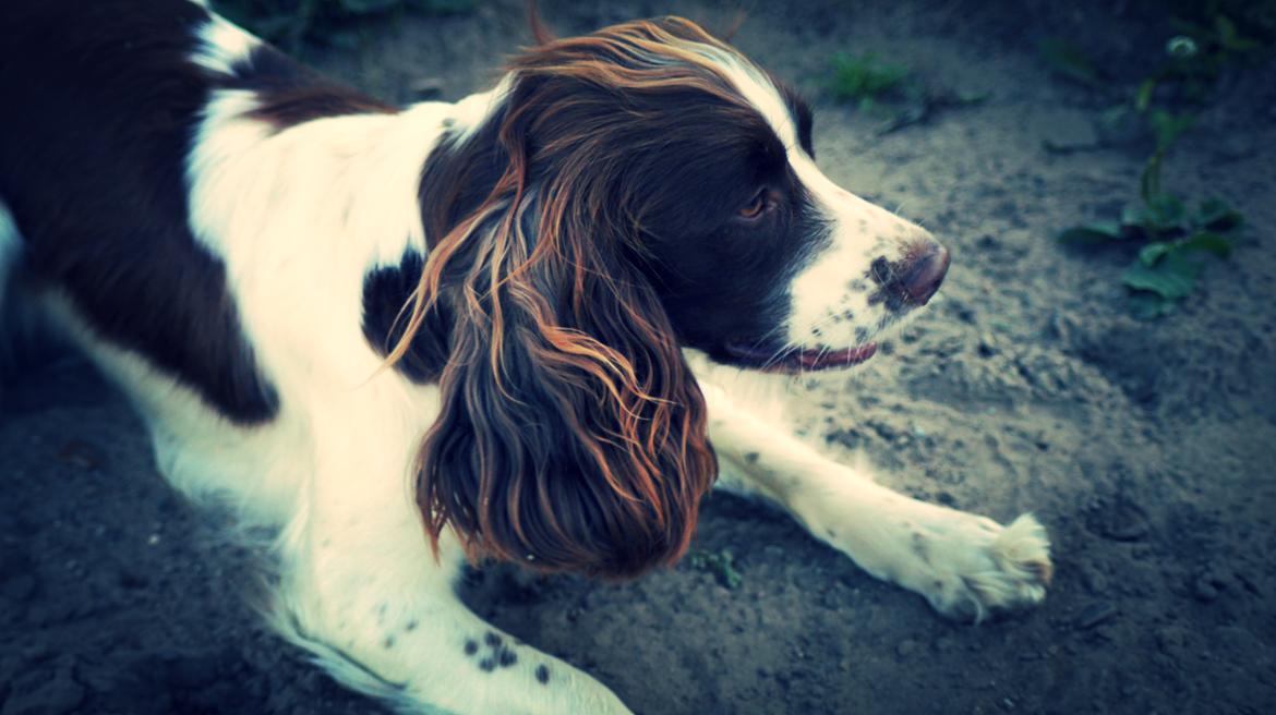 Engelsk springer spaniel Bina billede 11