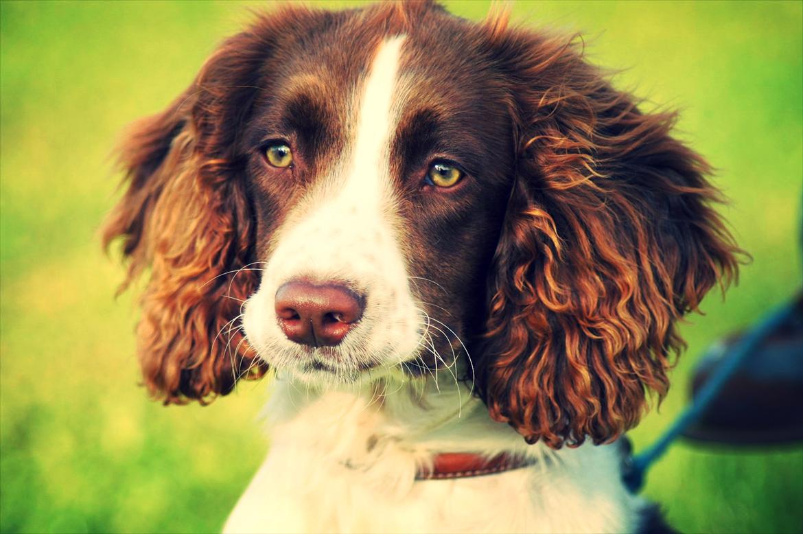 Engelsk springer spaniel Bina billede 2