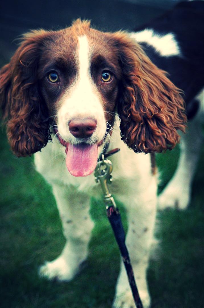 Engelsk springer spaniel Bina billede 7