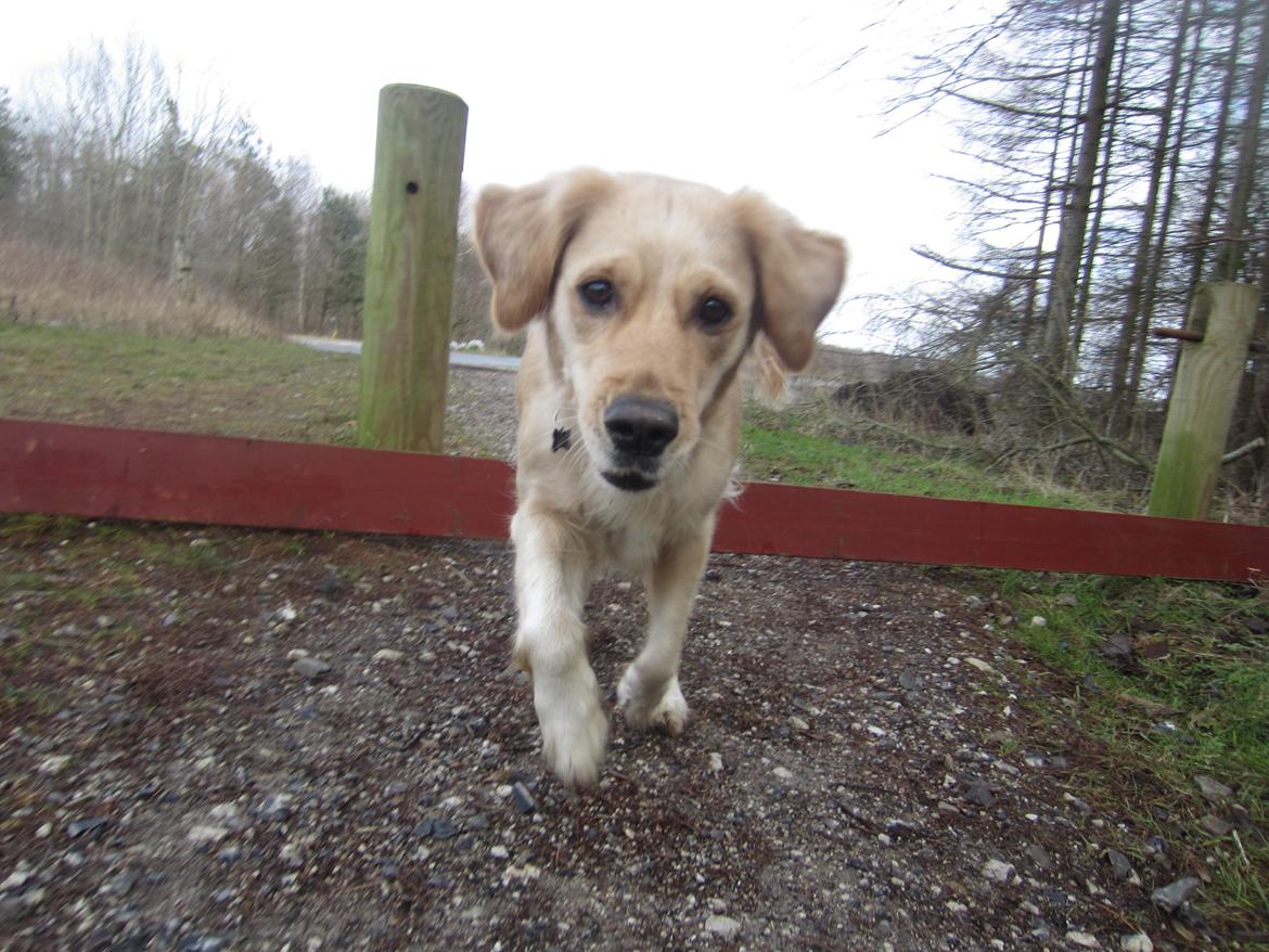 Golden retriever Karla billede 15