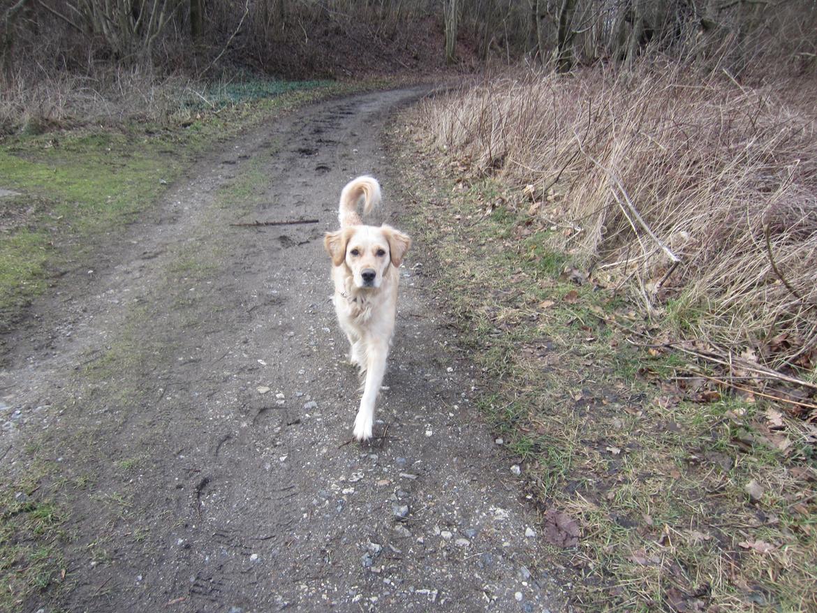 Golden retriever Karla billede 17