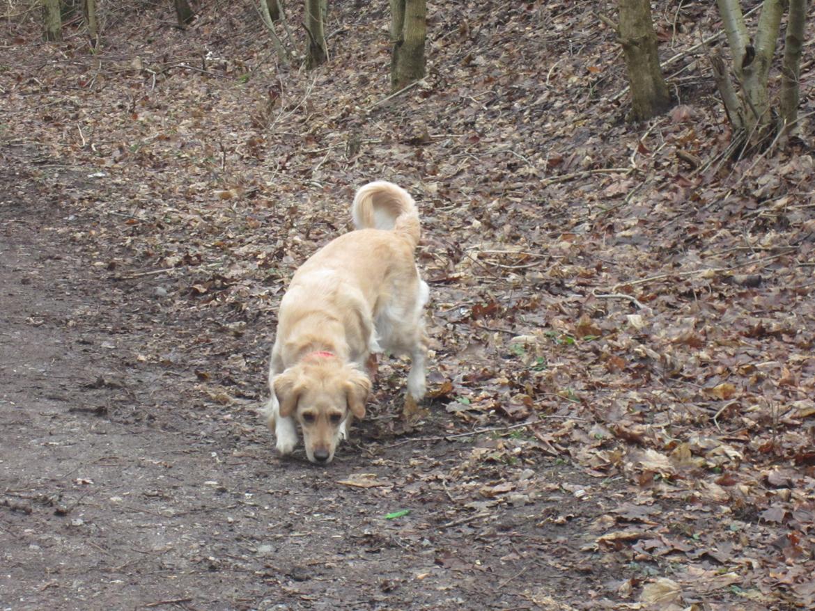 Golden retriever Karla billede 36