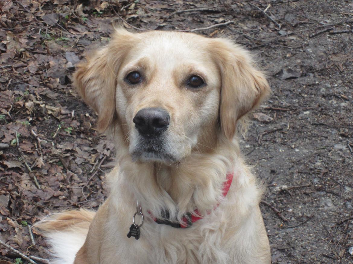 Golden retriever Karla billede 8