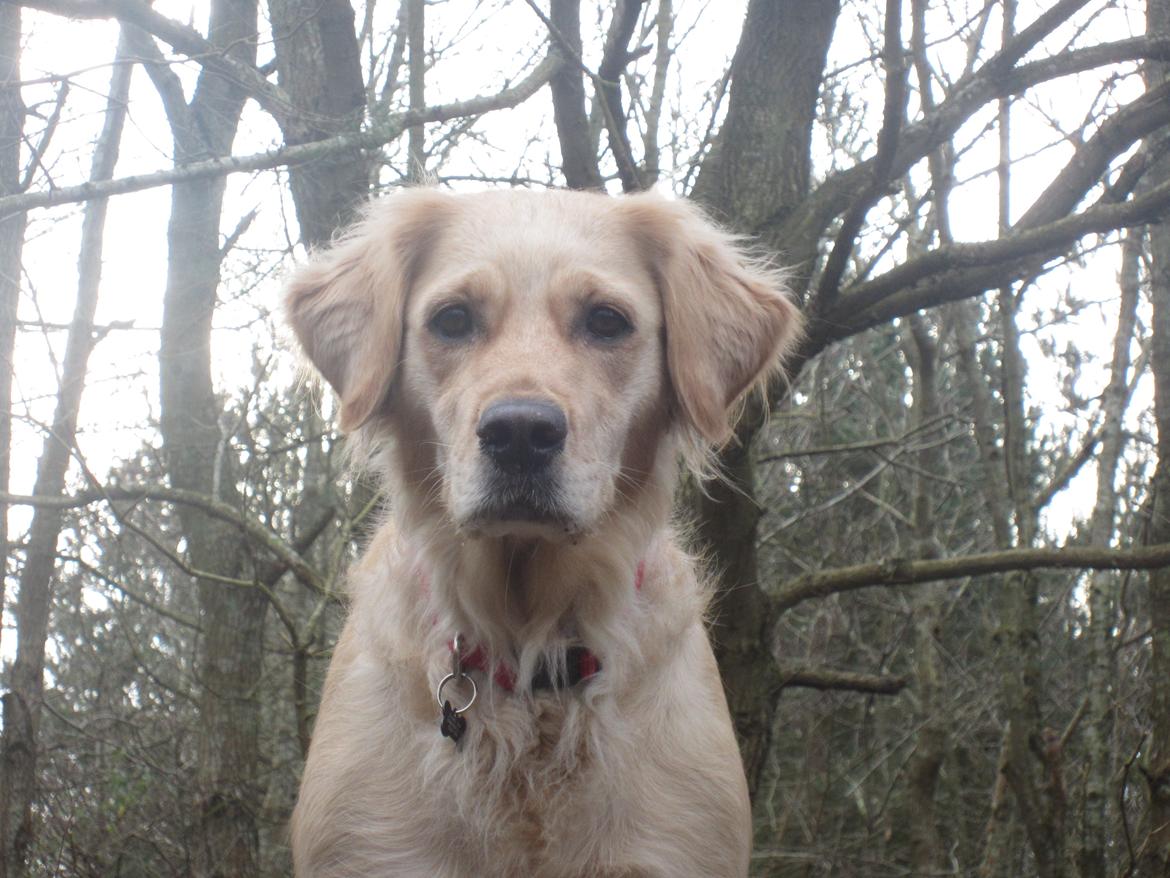 Golden retriever Karla billede 16