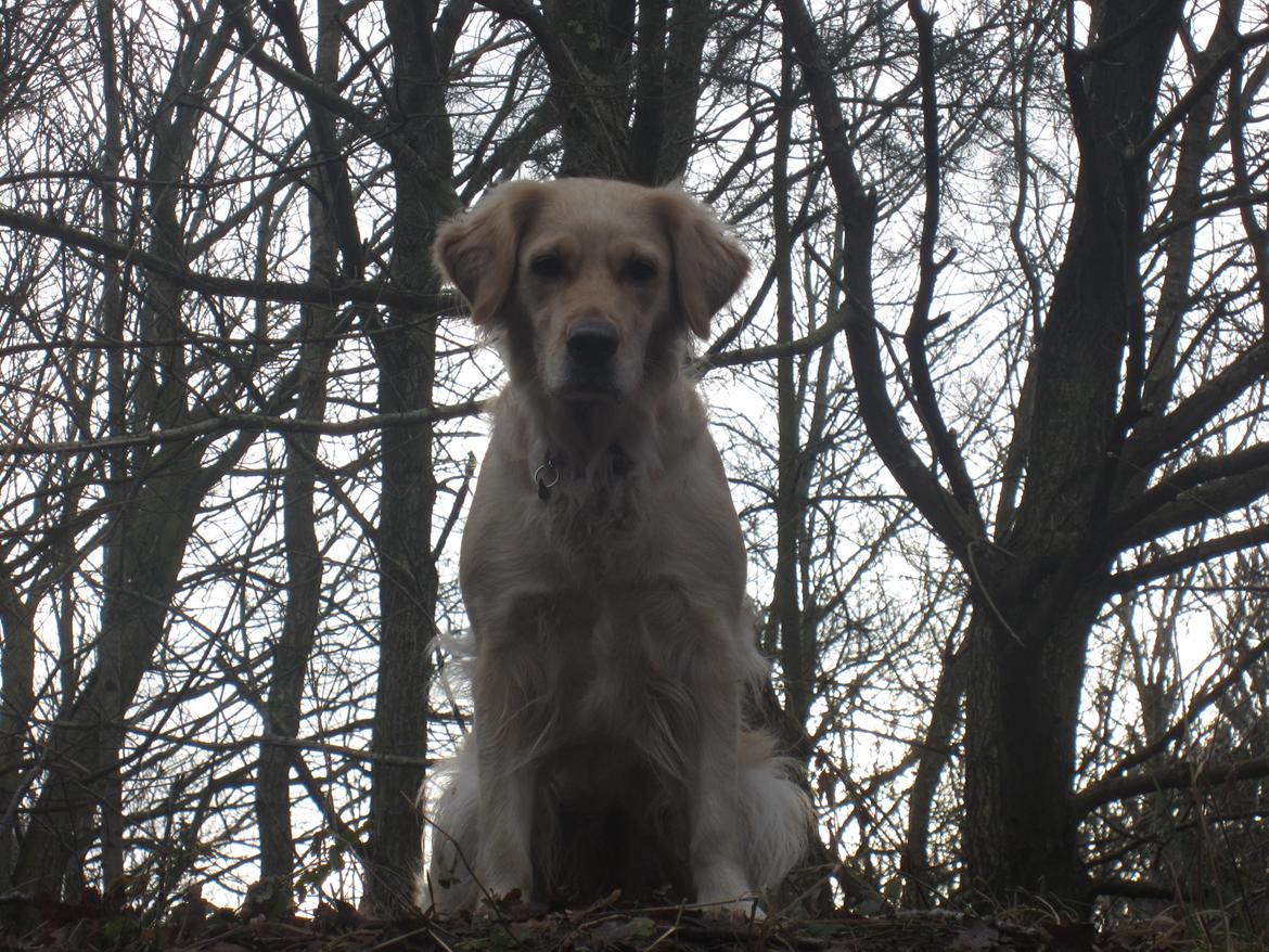 Golden retriever Karla billede 37