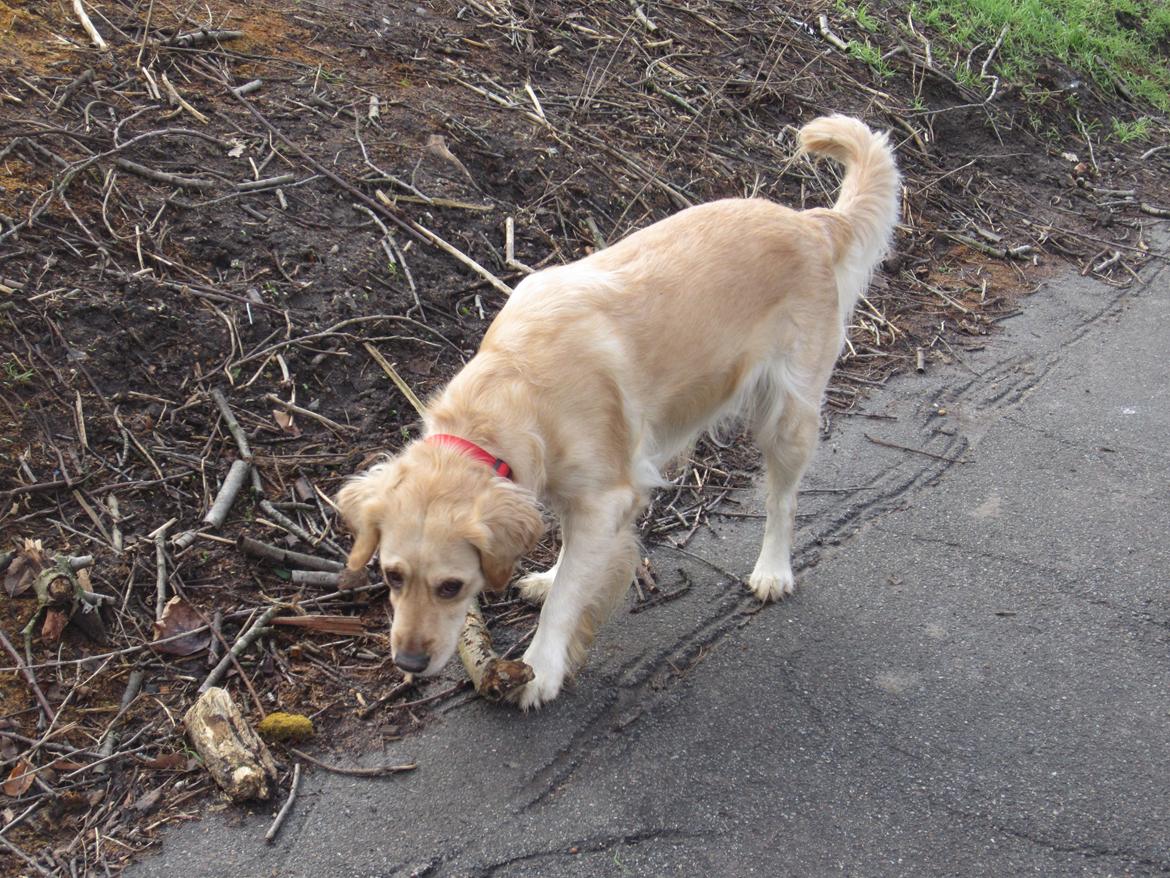 Golden retriever Karla billede 38