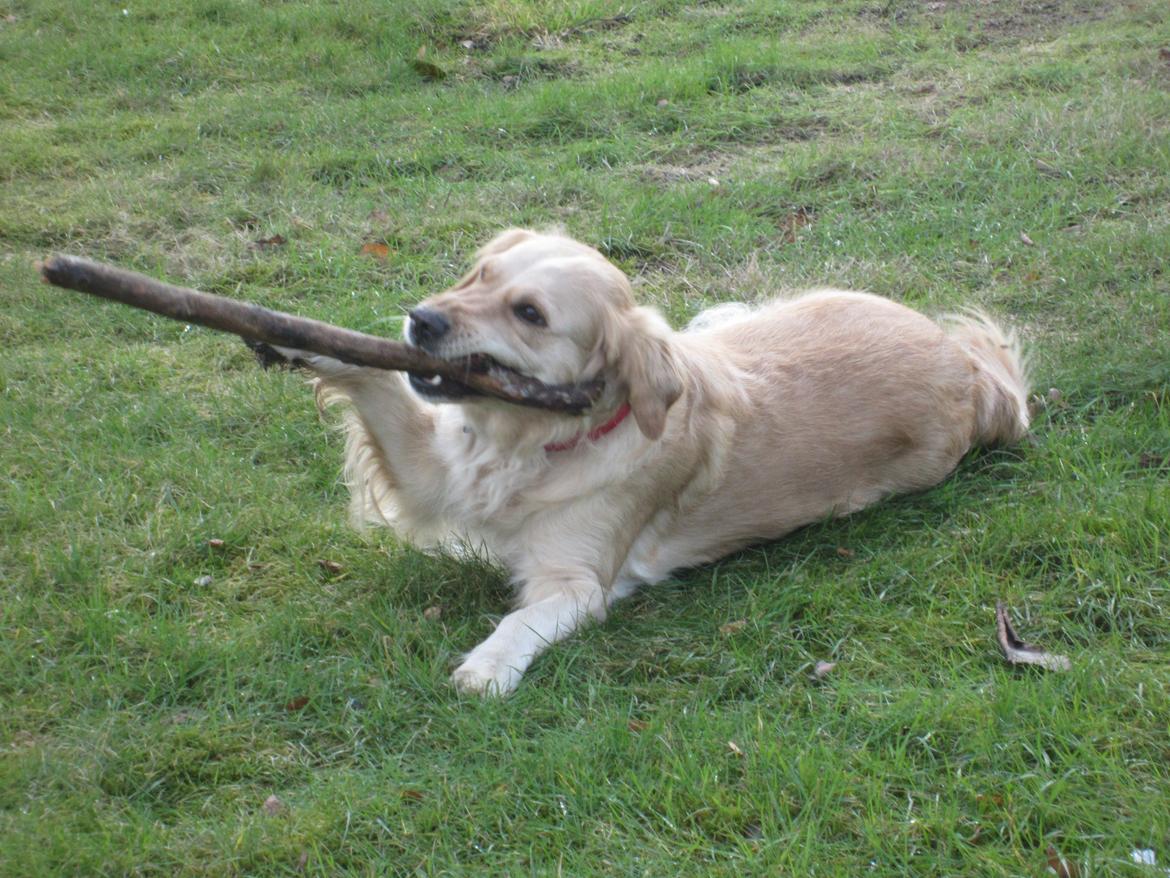 Golden retriever Karla billede 18