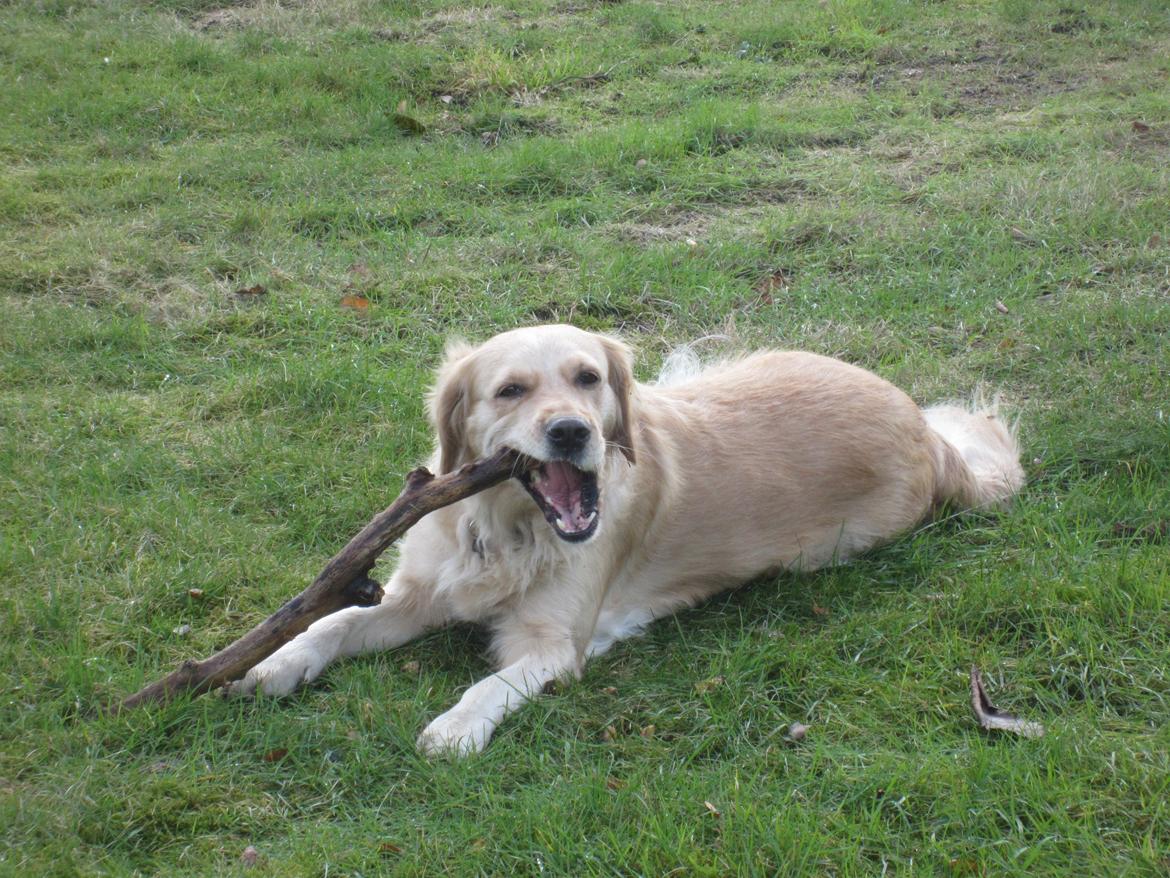 Golden retriever Karla billede 20