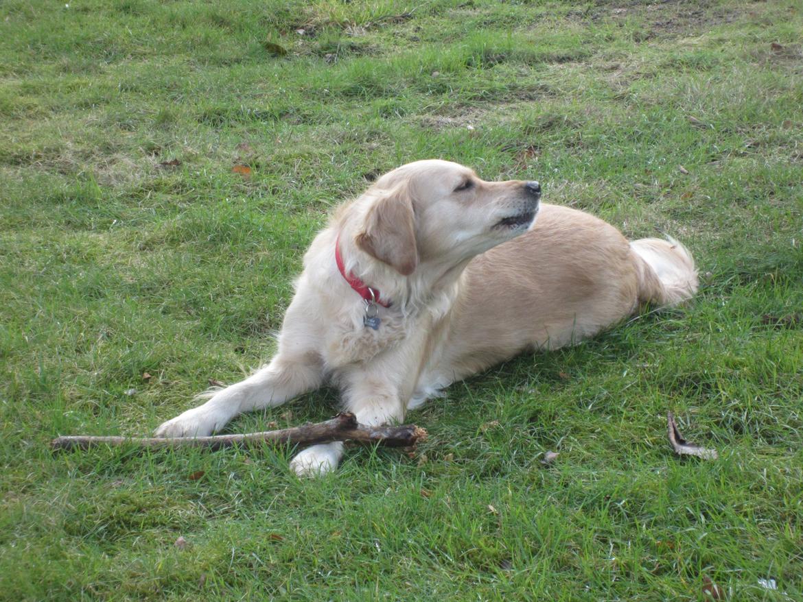 Golden retriever Karla billede 41