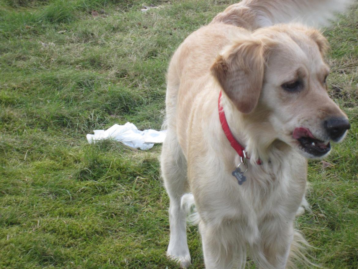 Golden retriever Karla billede 19