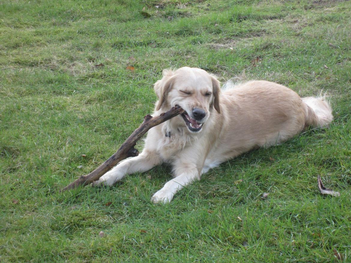 Golden retriever Karla billede 39