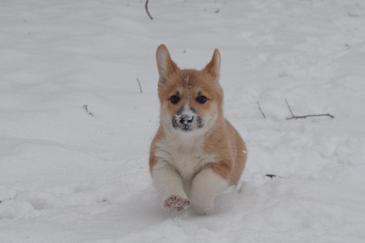 Welsh corgi pembroke stenbækgårds Ajo "solgt" - Ajo i sneen (jan 14) billede 1