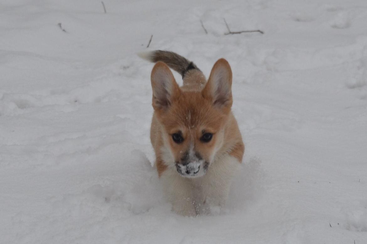 Welsh corgi pembroke stenbækgårds Ajo "solgt" - Ajo i sneen (jan 14 ) billede 2