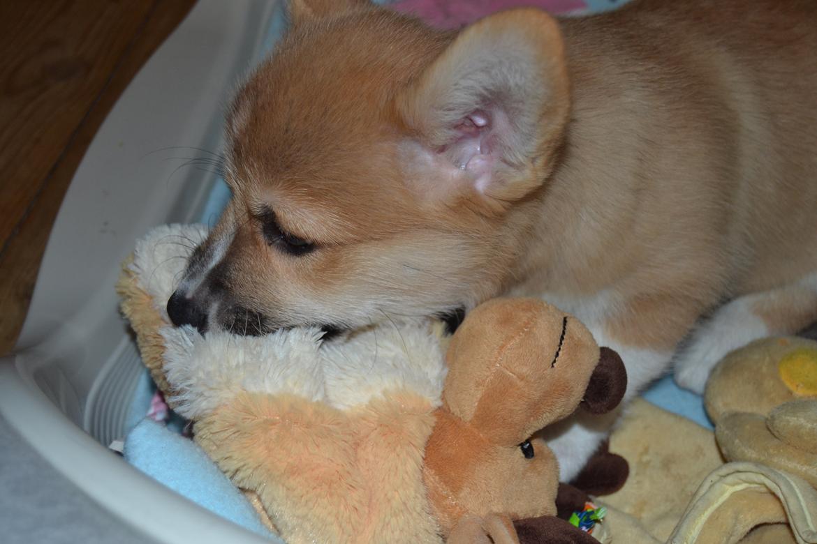 Welsh corgi pembroke stenbækgårds Ajo "solgt" billede 4