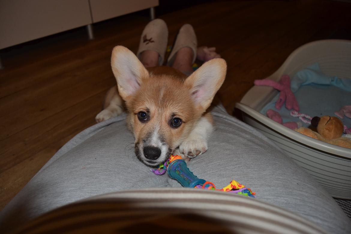 Welsh corgi pembroke stenbækgårds Ajo "solgt" billede 5