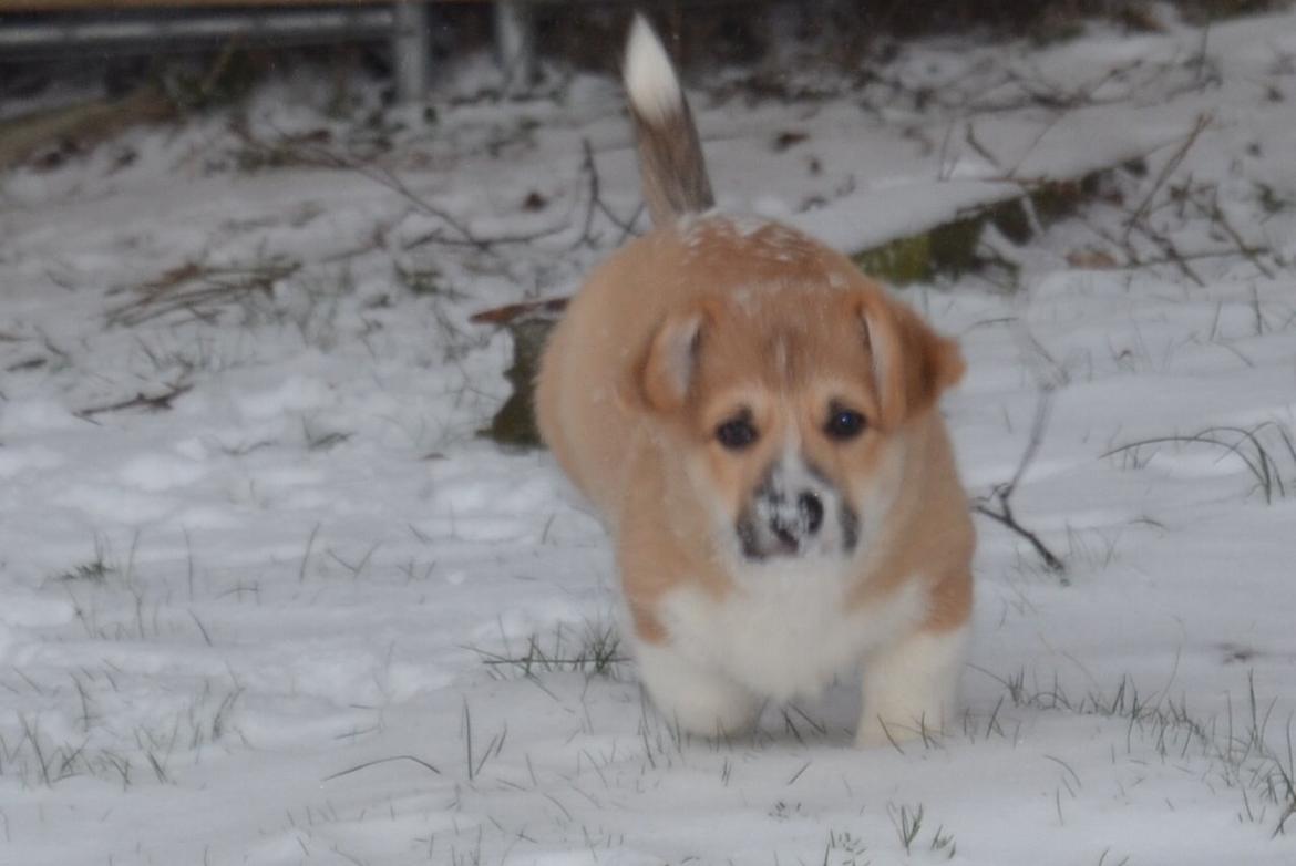 Welsh corgi pembroke stenbækgårds Ajo "solgt" - Ajo i sneen (jan 14) billede 3
