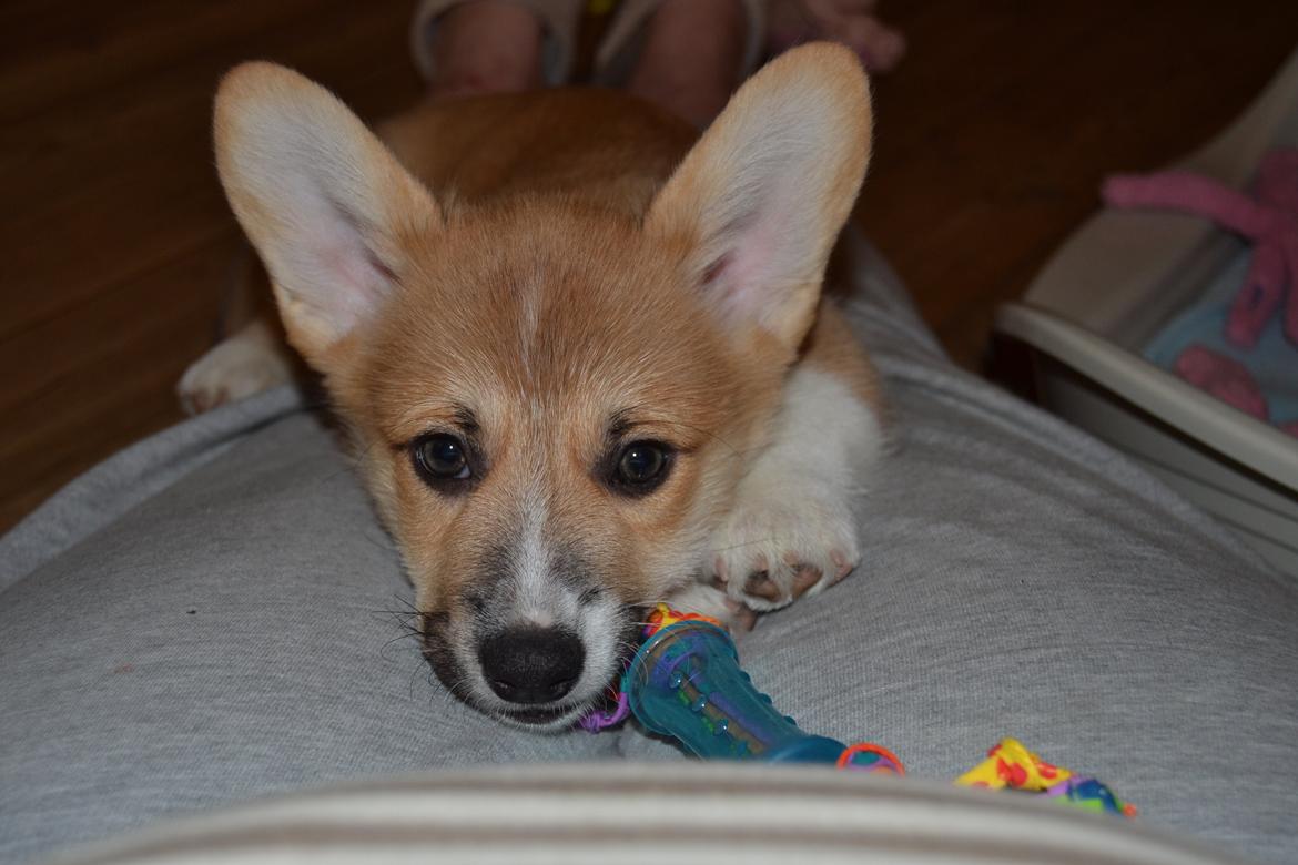 Welsh corgi pembroke stenbækgårds Ajo "solgt" billede 6