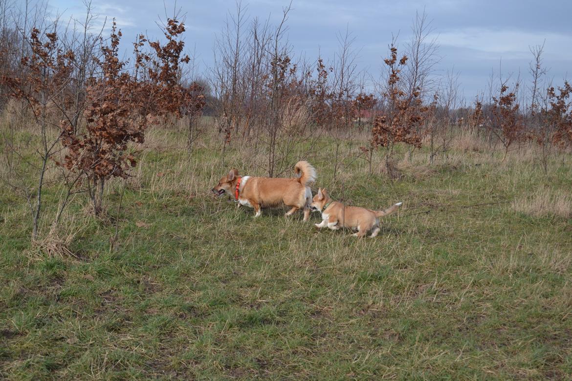 Welsh corgi pembroke stenbækgårds Ajo "solgt" - Ajo i Kattebjerg hundeskov for første gang (feb 14) billede 7