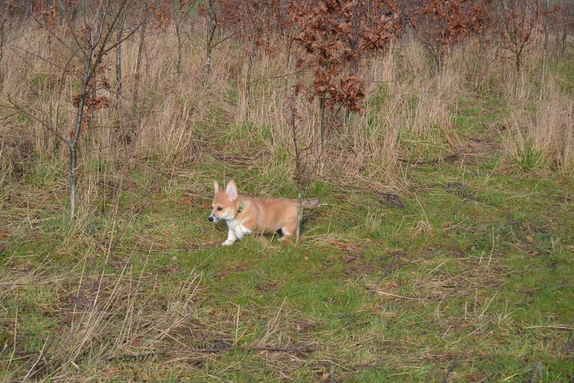 Welsh corgi pembroke stenbækgårds Ajo "solgt" - Ajo i kattebjerg hundeskov (feb 14) billede 9