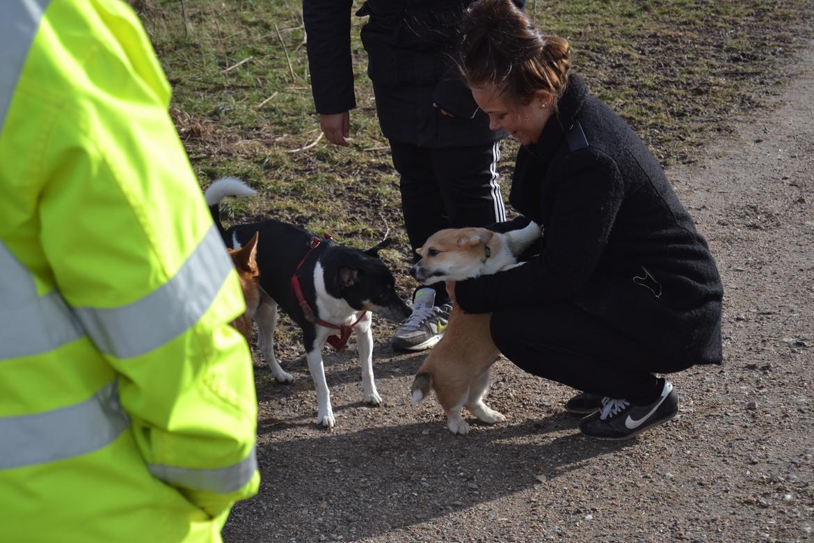 Welsh corgi pembroke stenbækgårds Ajo "solgt" - Ajo i kattebjerg hundeskov (feb 14) billede 10
