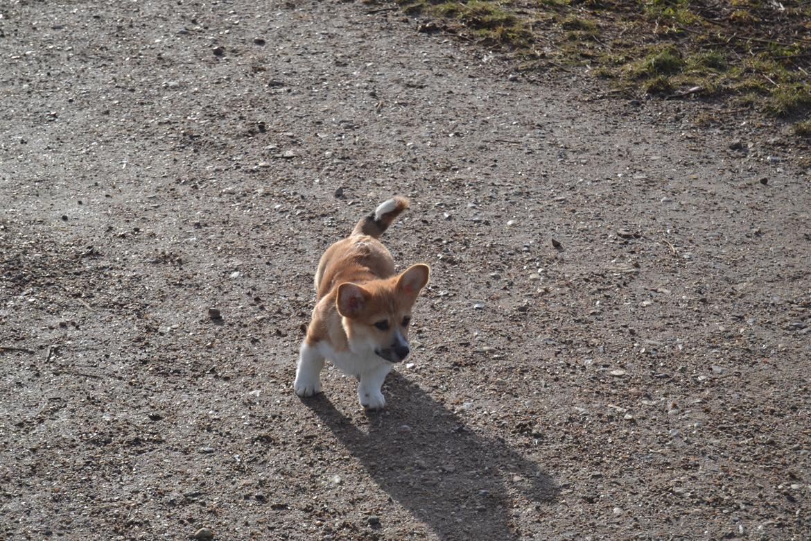 Welsh corgi pembroke stenbækgårds Ajo "solgt" - Ajo i kattebjerg hundeskov (feb 14) billede 8