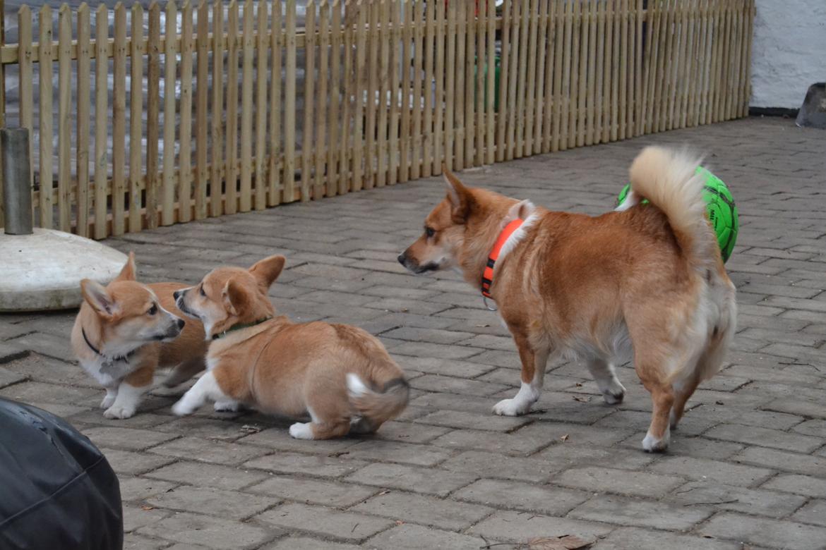 Welsh corgi pembroke stenbækgårds Ajo "solgt" - Ajo (grøn halsbånd) fik besøg af bror Albert (sort halsbånd) (7 Feb) billede 12