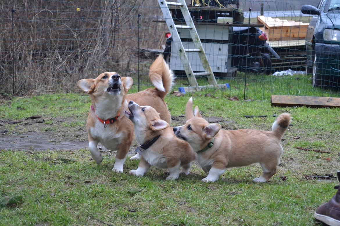 Welsh corgi pembroke stenbækgårds Ajo "solgt" - Ajo (grøn halsbånd) fik besøg af bror Albert (sort halsbånd) (7 Feb) billede 13