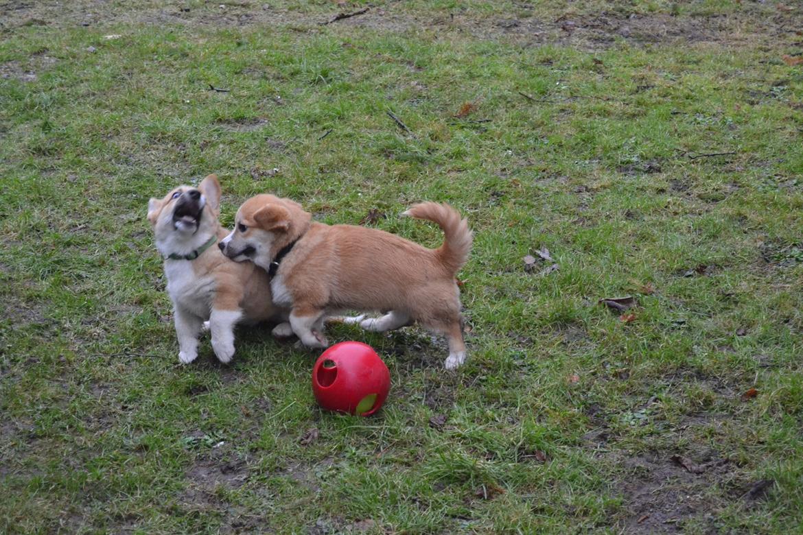 Welsh corgi pembroke stenbækgårds Ajo "solgt" - Ajo (grøn halsbånd) fik besøg af bror Albert (sort halsbånd) (7 Feb) billede 14
