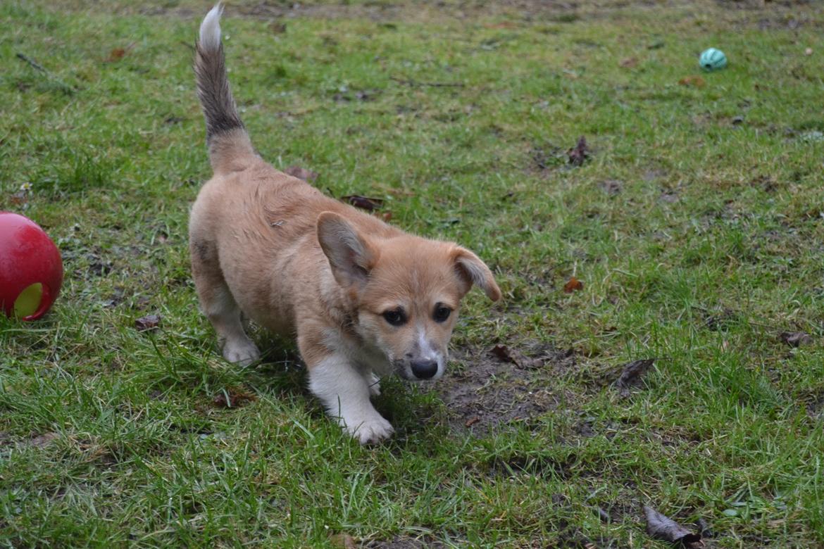 Welsh corgi pembroke stenbækgårds Ajo "solgt" - Ajo (grøn halsbånd) fik besøg af bror Albert (sort halsbånd) (7 Feb) billede 15