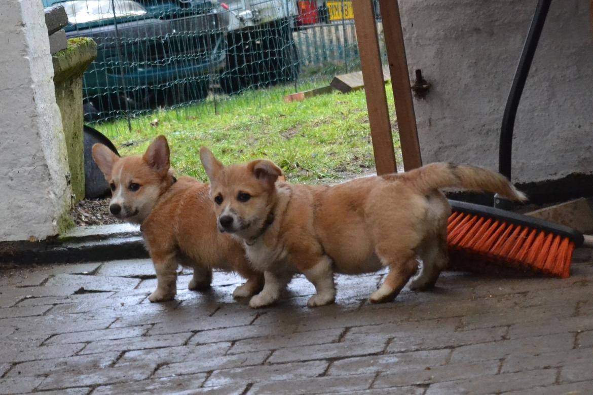 Welsh corgi pembroke stenbækgårds Ajo "solgt" - Ajo (grøn halsbånd) fik besøg af bror Albert (sort halsbånd) (7 Feb) billede 11