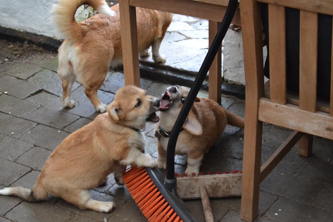 Welsh corgi pembroke stenbækgårds Ajo "solgt" - Ajo (grøn halsbånd) fik besøg af bror Albert (sort halsbånd) (7 Feb) billede 16