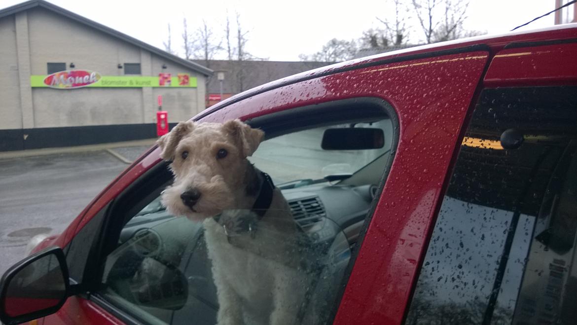 Ruhåret foxterrier Foxy billede 10