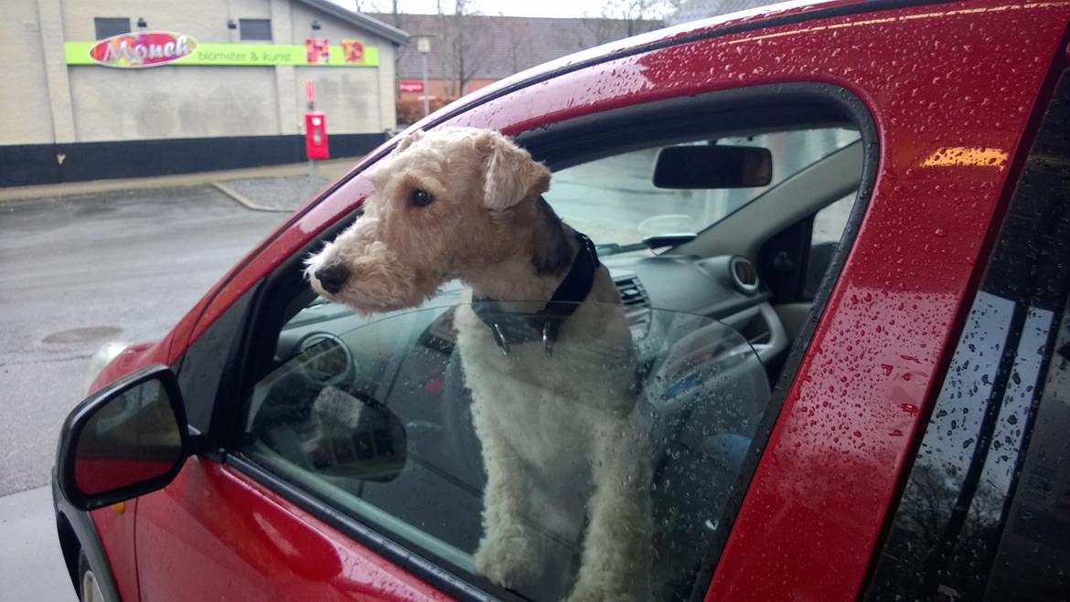 Ruhåret foxterrier Foxy billede 11
