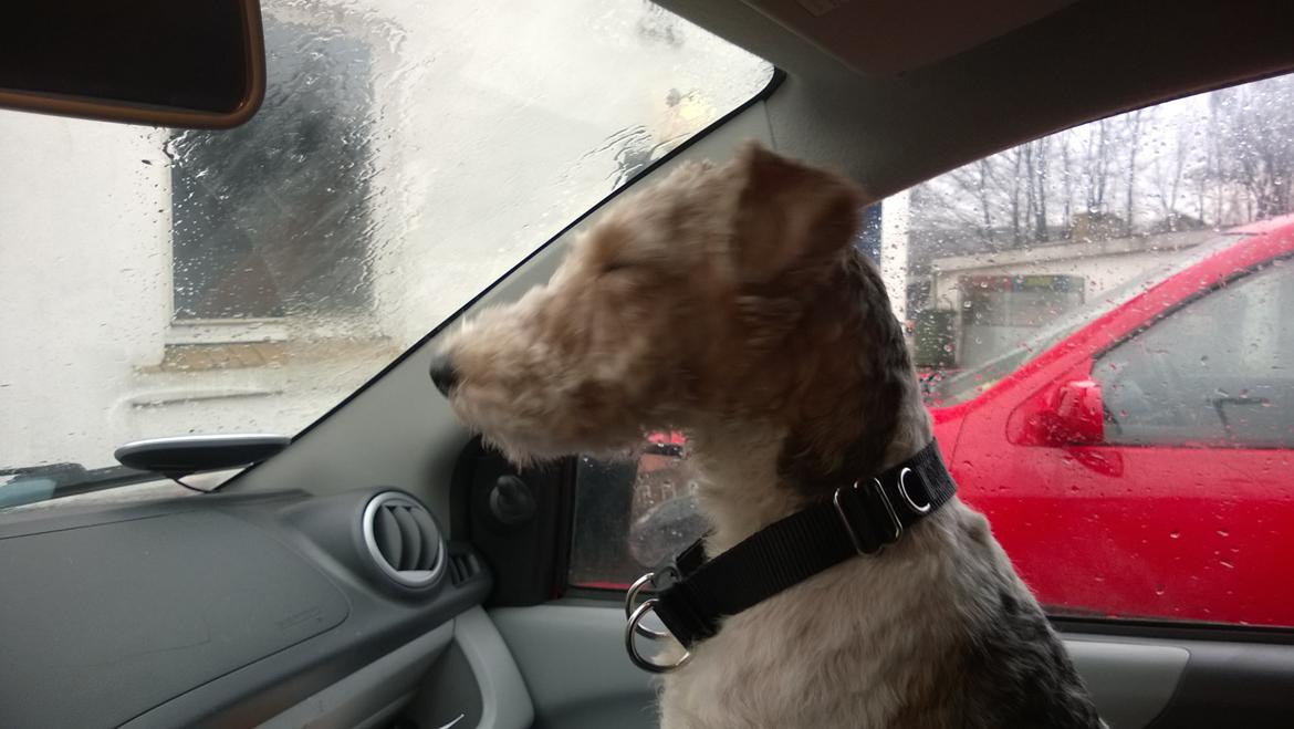 Ruhåret foxterrier Foxy billede 13
