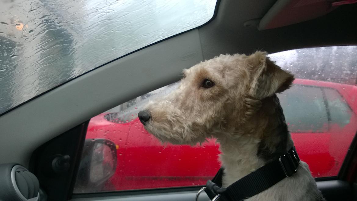 Ruhåret foxterrier Foxy billede 14