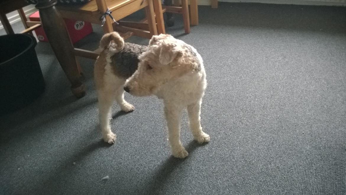 Ruhåret foxterrier Foxy billede 15