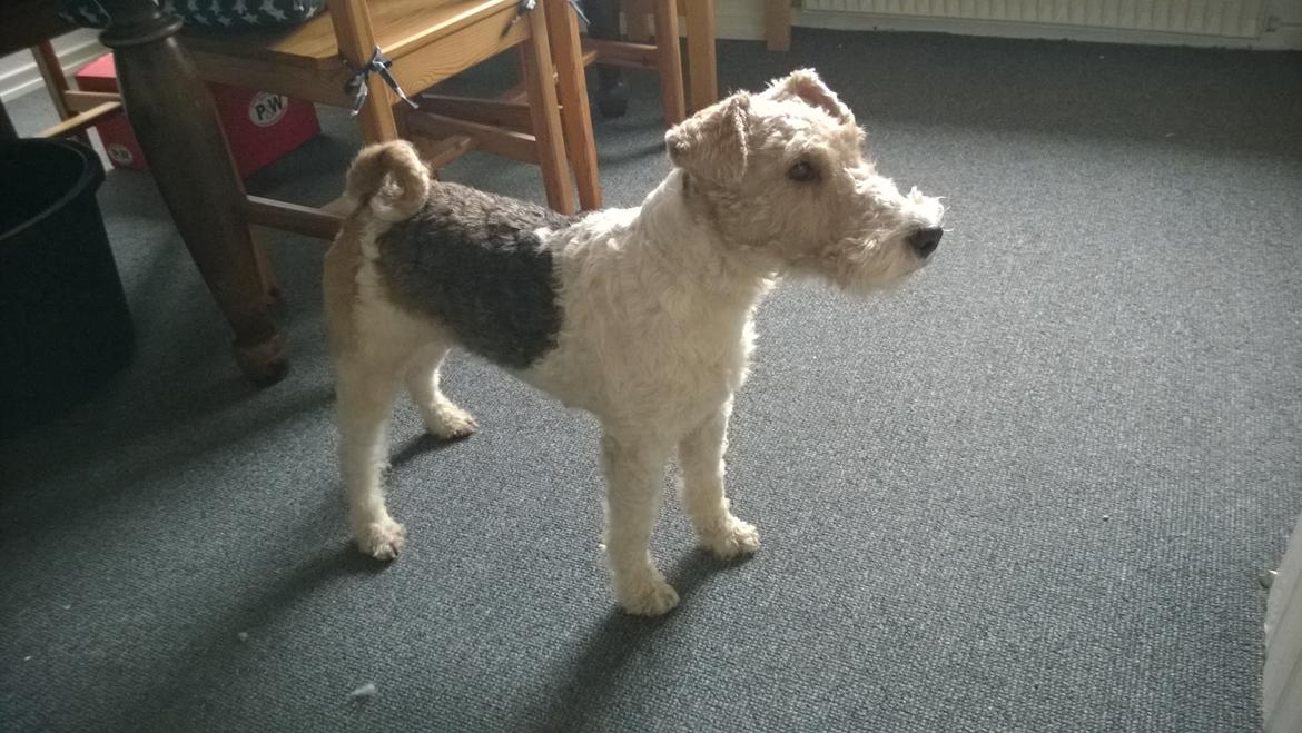 Ruhåret foxterrier Foxy billede 16