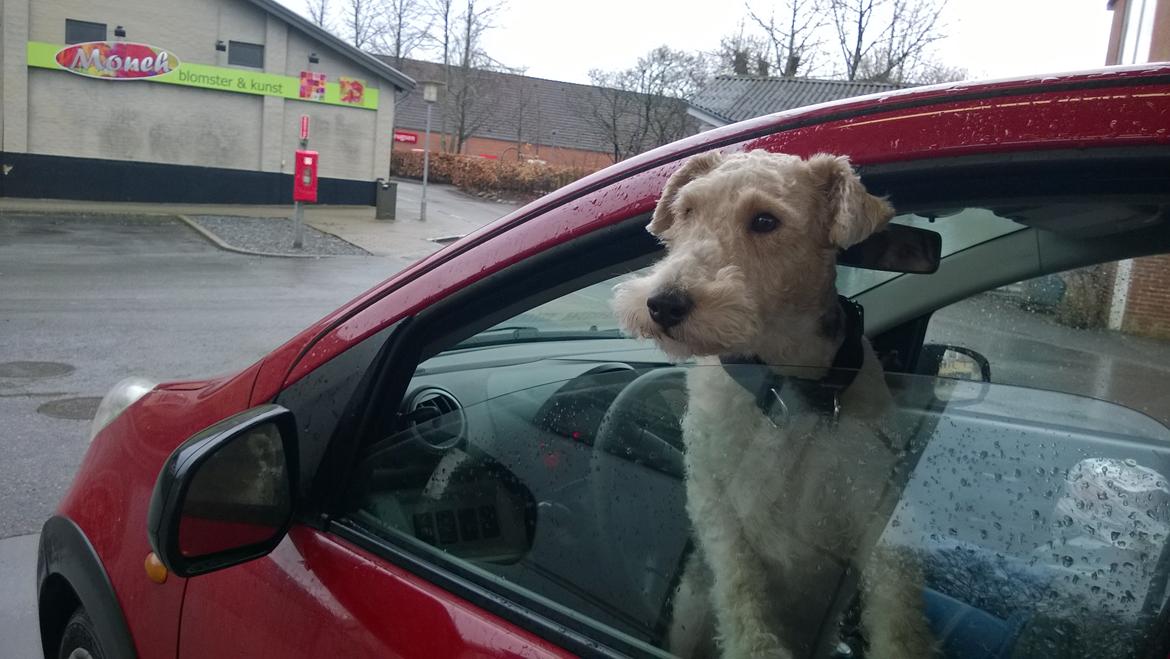 Ruhåret foxterrier Foxy billede 12