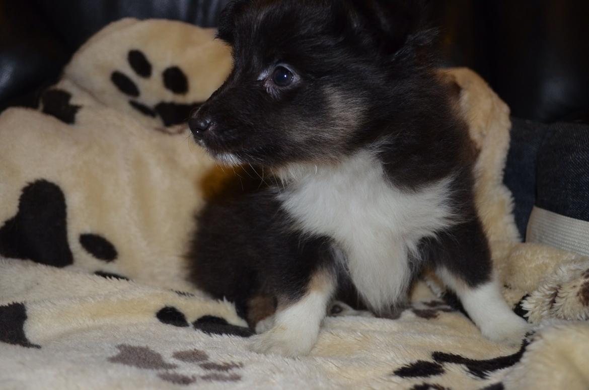 Shetland sheepdog Cody billede 1