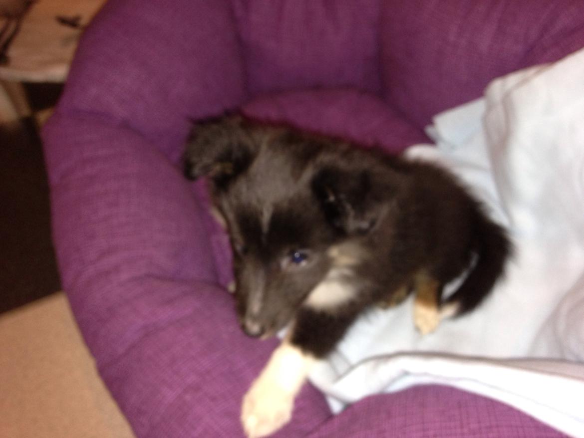 Shetland sheepdog Cody billede 2