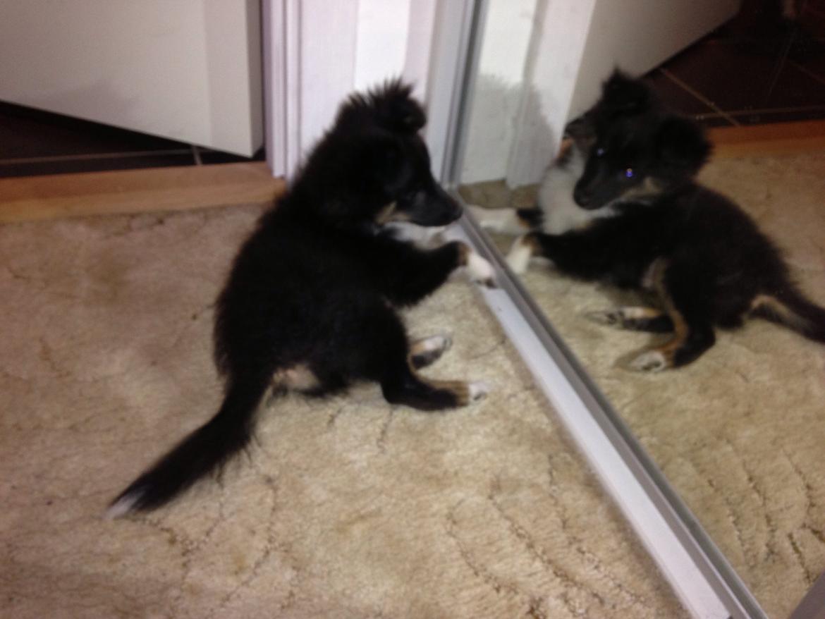 Shetland sheepdog Cody billede 3