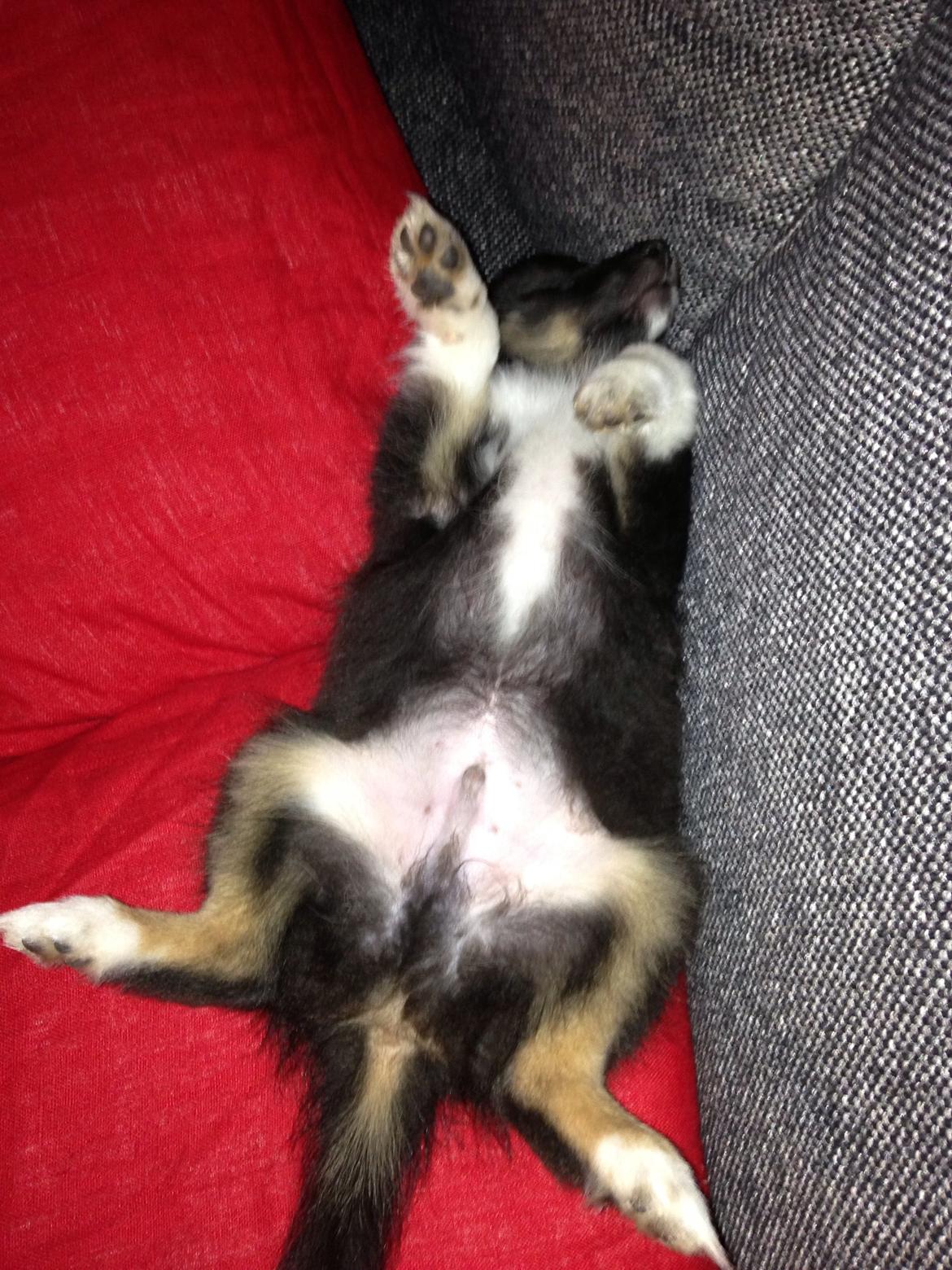 Shetland sheepdog Cody billede 4