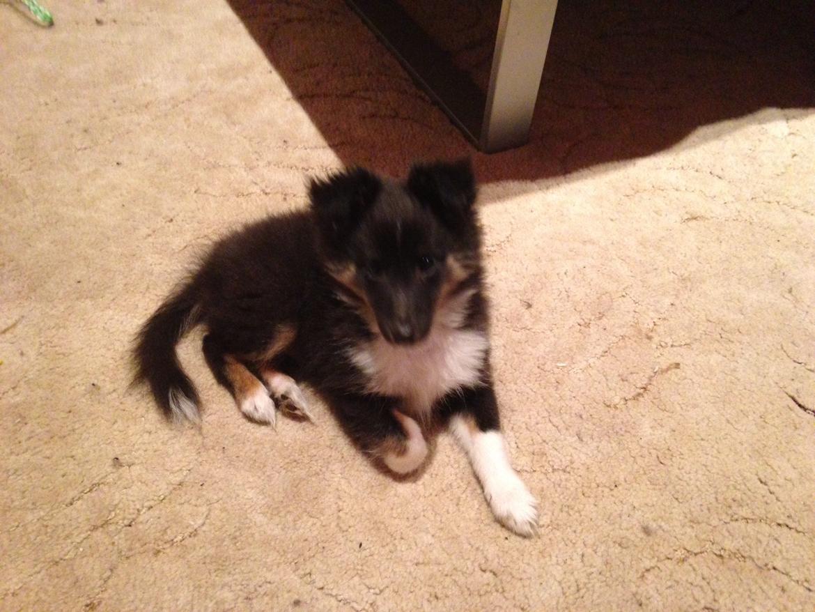 Shetland sheepdog Cody billede 5