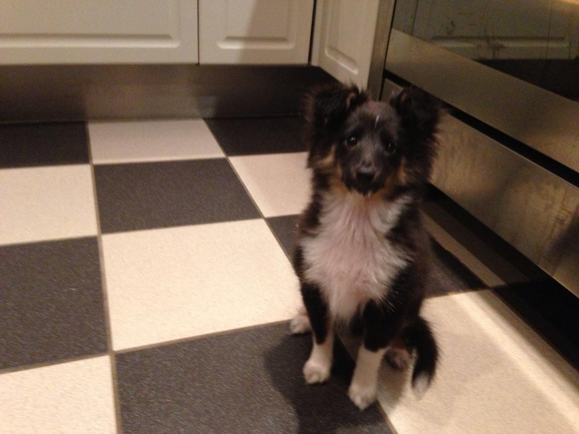 Shetland sheepdog Cody billede 7