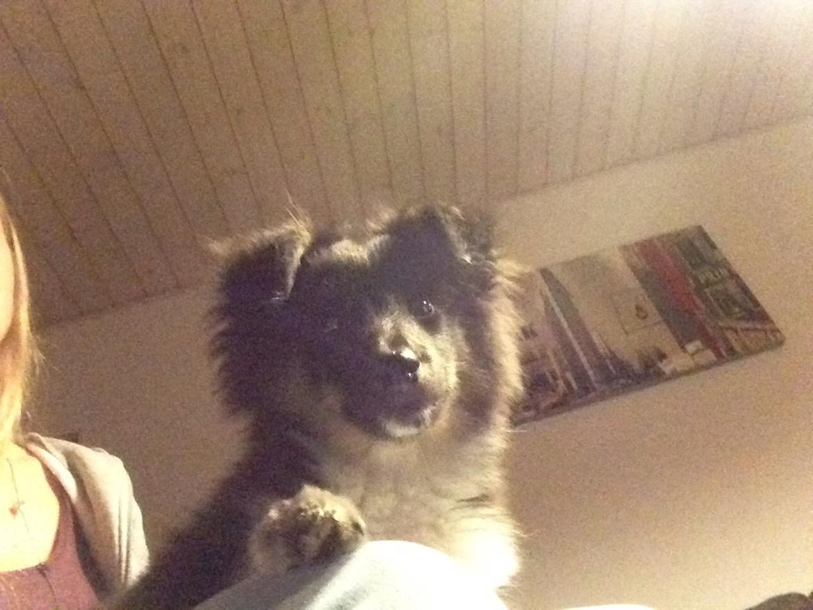 Shetland sheepdog Cody billede 6